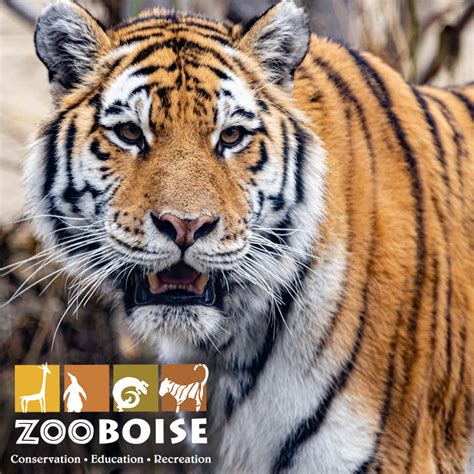 Fantastic Creatures: The Secret of Zoo Boise [adult education program ...