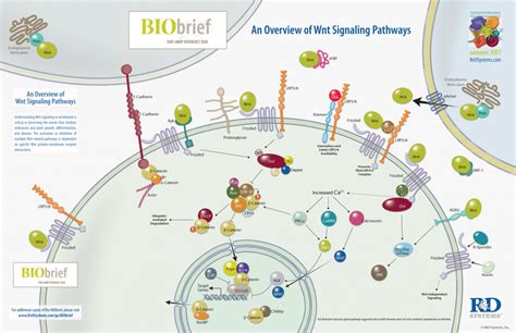 Targeting Cancer Stem Cells – OncoMed’s R-SPONDIN LGR Antibody for ...