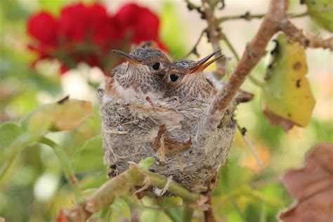 Hummingbird Babies in the Nest Photograph by Michelle McCoy - Pixels