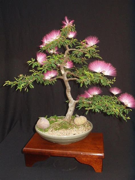 Albizia Julibrissin Mimosa Bonsai Pink Tree 10 seeds Rare | Etsy ...