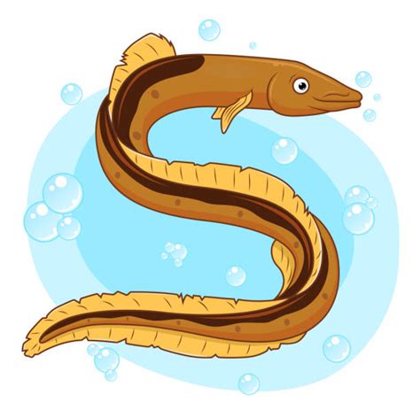 Royalty Free Conger Eel Clip Art, Vector Images & Illustrations - iStock