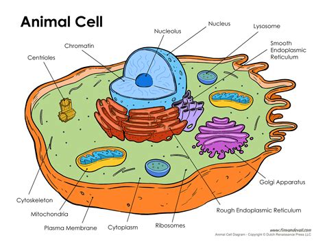 Printable Animal Cell Diagram – Labeled, Unlabeled, and Blank