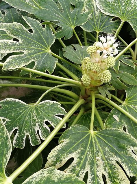 FATSIA JAPONICA 'SPIDER'S WEB. Japanese Aralia 'Spider's Web ...