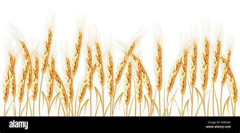 Golden wheat isolated on white background Stock Photo - Alamy