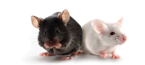 Transgenic Mouse Models as Alternatives | Charles River