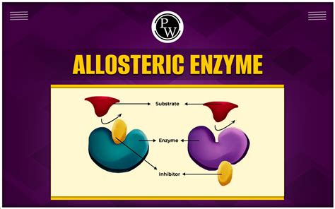 Allosteric Enzyme - Mechanism, Examples, Properties, And Kinetics