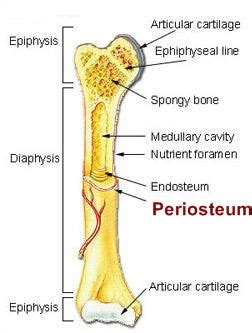 Shin Splints Medial Tibial Periostitis | bounceREHAB - Pyrmont, Sydney