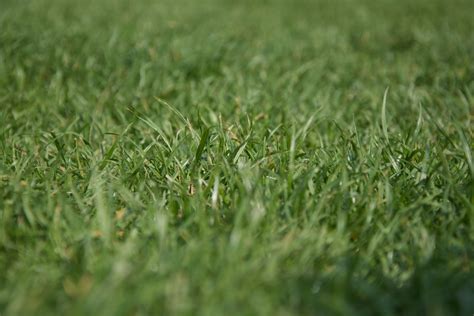 Grass close up Free Photo Download | FreeImages