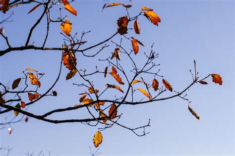 Fall Leaves Zoom Background | Download Free Thanksgiving Zoom ...