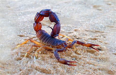 Symbolic Meaning of Scorpion and Scorpion Totem on Whats-Your-Sign