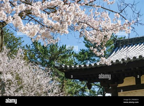 Cherry blossoms in Nara Park in Nara, Japan Stock Photo - Alamy