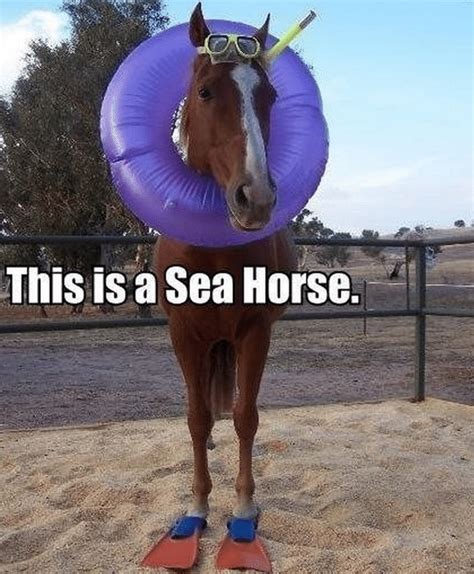 sea horse puns | Funny horse memes, Funny animal jokes, Funny horses