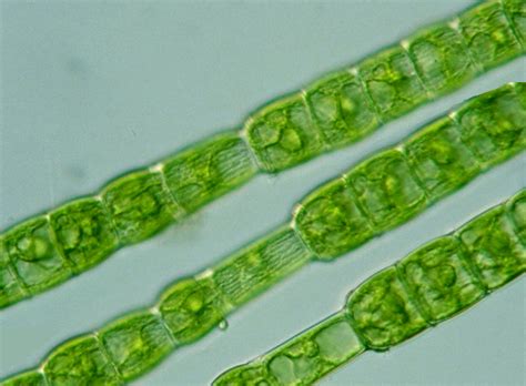 MONTESSORI BIOLOGY : Phylum Chlorophyta ~ Pinegreenwoods