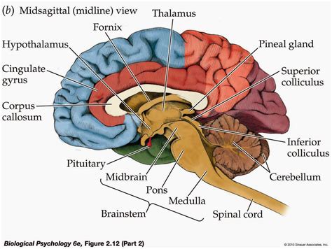 Francisco's AP Macroeconomics Blog: Psychology: Unit 4-Biological Basis ...