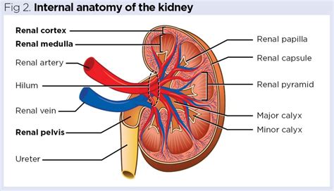 Kidney Diagram