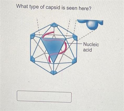 Solved What type of capsid is seen here? | Chegg.com