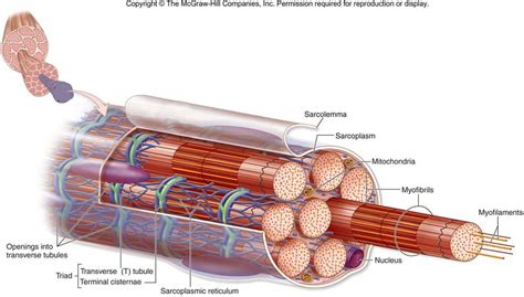 Muscle Tissue Etc. - Physio with Berry at Sir Francis Drake High School ...