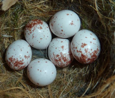 Springfield Plateau: Chickadee Nest