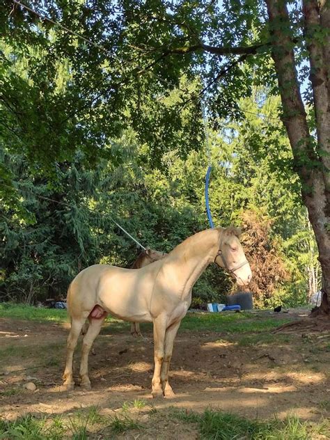 Palomino Breeding Horses for Sale