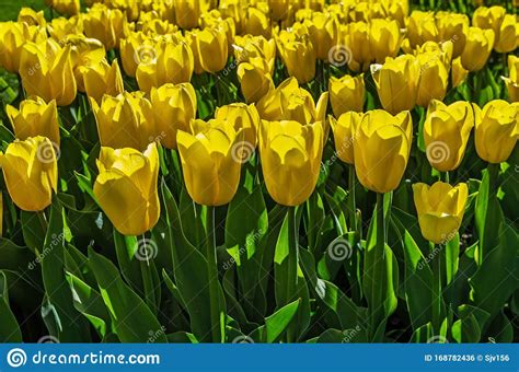 Yellow Tulips Festive Mood, Mother`s Day or Easter Amazing Spring ...