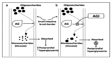 Alpha- glucosidase inhibitor Pharmacology - BioPharma Notes