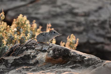 5 facts about elephant shrews - Africa Geographic