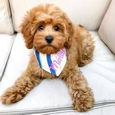 23+ cavapoo haircut styles - FokkoGearoid