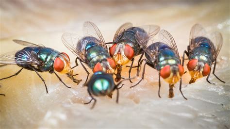 How a Housefly Can Spread Diseases? - coinguonphuquoc.com