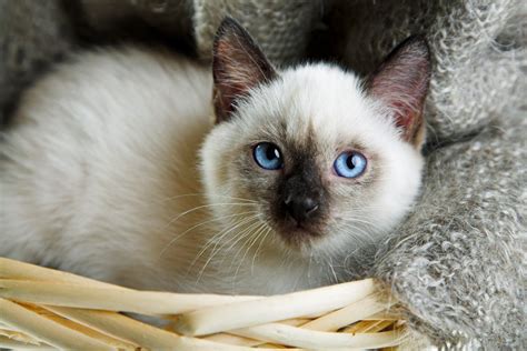 Siamese Cat Characteristics that You Will Love • OurFriends4Ever