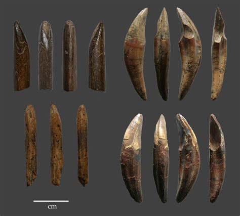 Ancient Monkey Bone Tools Shake Up the Narrative of Early Human ...