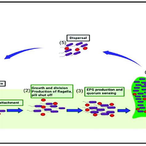 This figure shows the five stages in biofilm formation and the ...