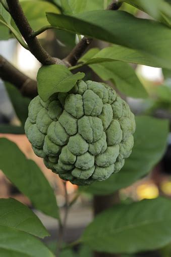 Srikaya Fruit Stock Photo - Download Image Now - Agriculture, Annona ...