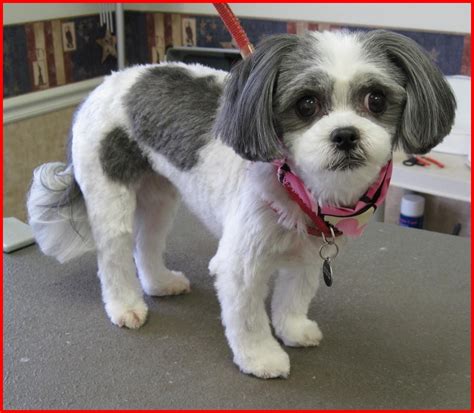 Pin by Danielle Summa on Haircut for Leia | Shih tzu dog, Shih tzu ...