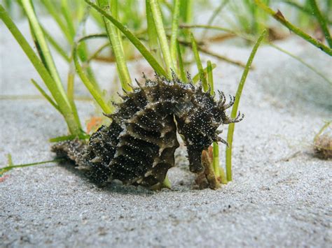 Diver spots rare seahorse off UK coast | Shropshire Star