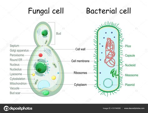 Bacteria Fungal Yeast Comparison Cell Structure Similarities ...