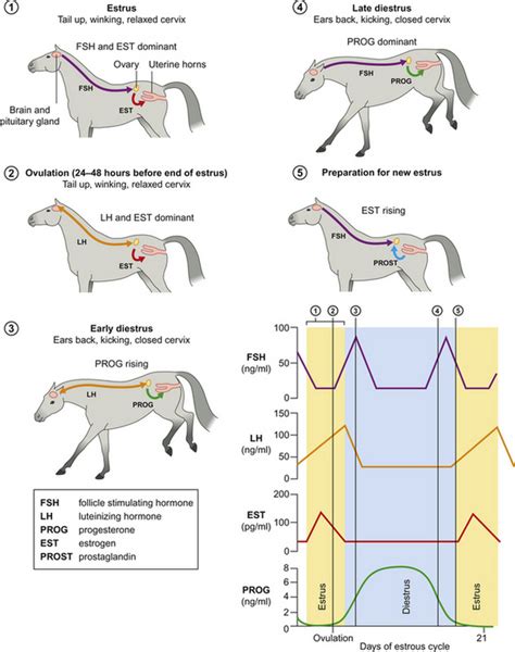 Behavior of the mare | Veterian Key