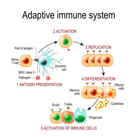 Immune Response Steps