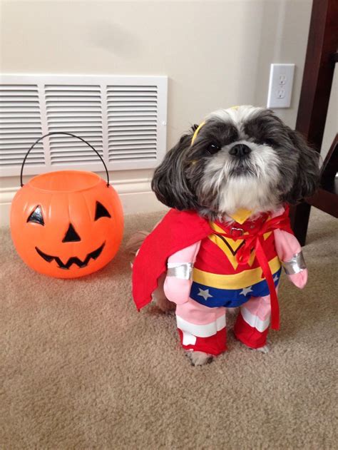 Shih Tzu Daily | 19 Adorable Shih Tzu Costumes That Will Win Your Heart ...