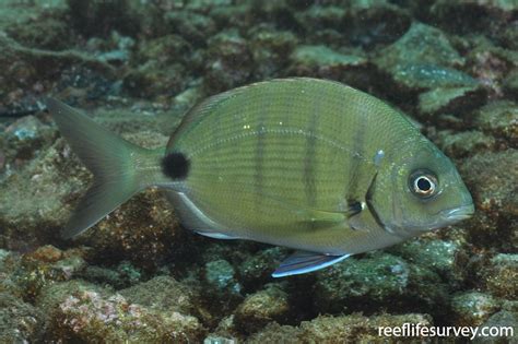 Diplodus sargus - White Seabream | ReefLifeSurvey.com