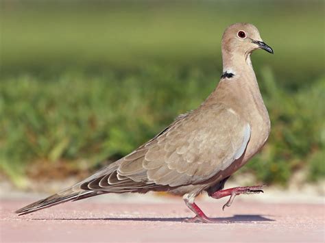 Eurasian Collared-Dove | Celebrate Urban Birds