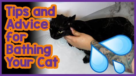 How to Bathe your cat properly? Advice and Tips on Cat Grooming and ...