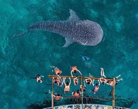 2021 Travel Guide: Whale Shark Watching in Oslob