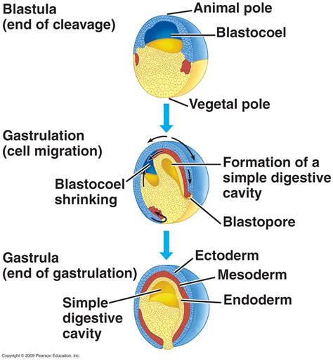 Until Implantation Stages