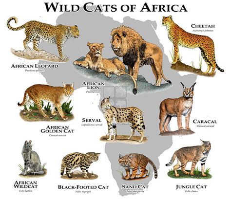 List of Ten Wild Cat Species of Africa - Cats For Africa