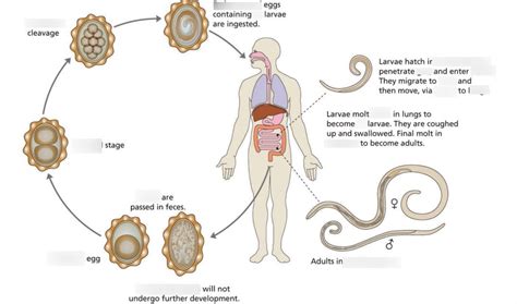 Ascaris Lumbricoides Life Cycle