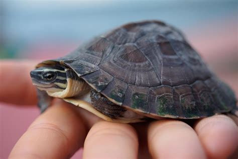 Worlds Smallest Turtle Species