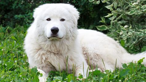 Maremma Sheepdog - Temperament, Lifespan, Shedding, Puppy