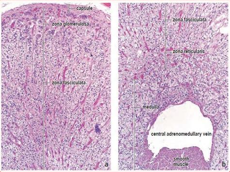 HISTOLOGY OF ADRENAL GLANDS