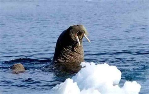 Polar Bear Vs Walrus: Who Would Win In A Fight? - A-Z Animals