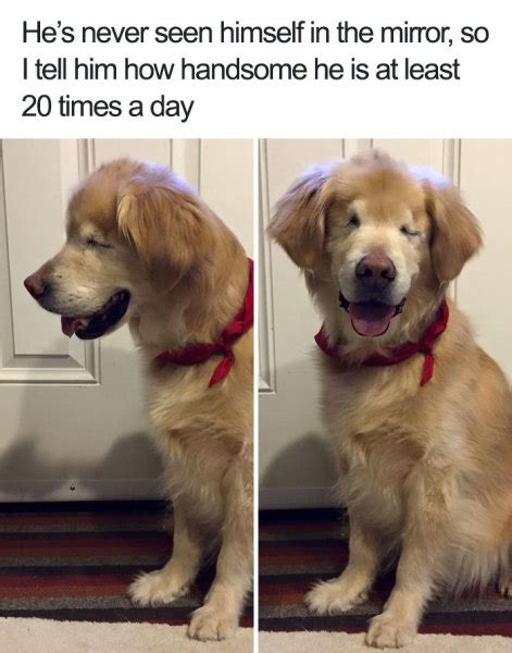 27 Ridiculously Happy Dog Memes to Brighten Your Day